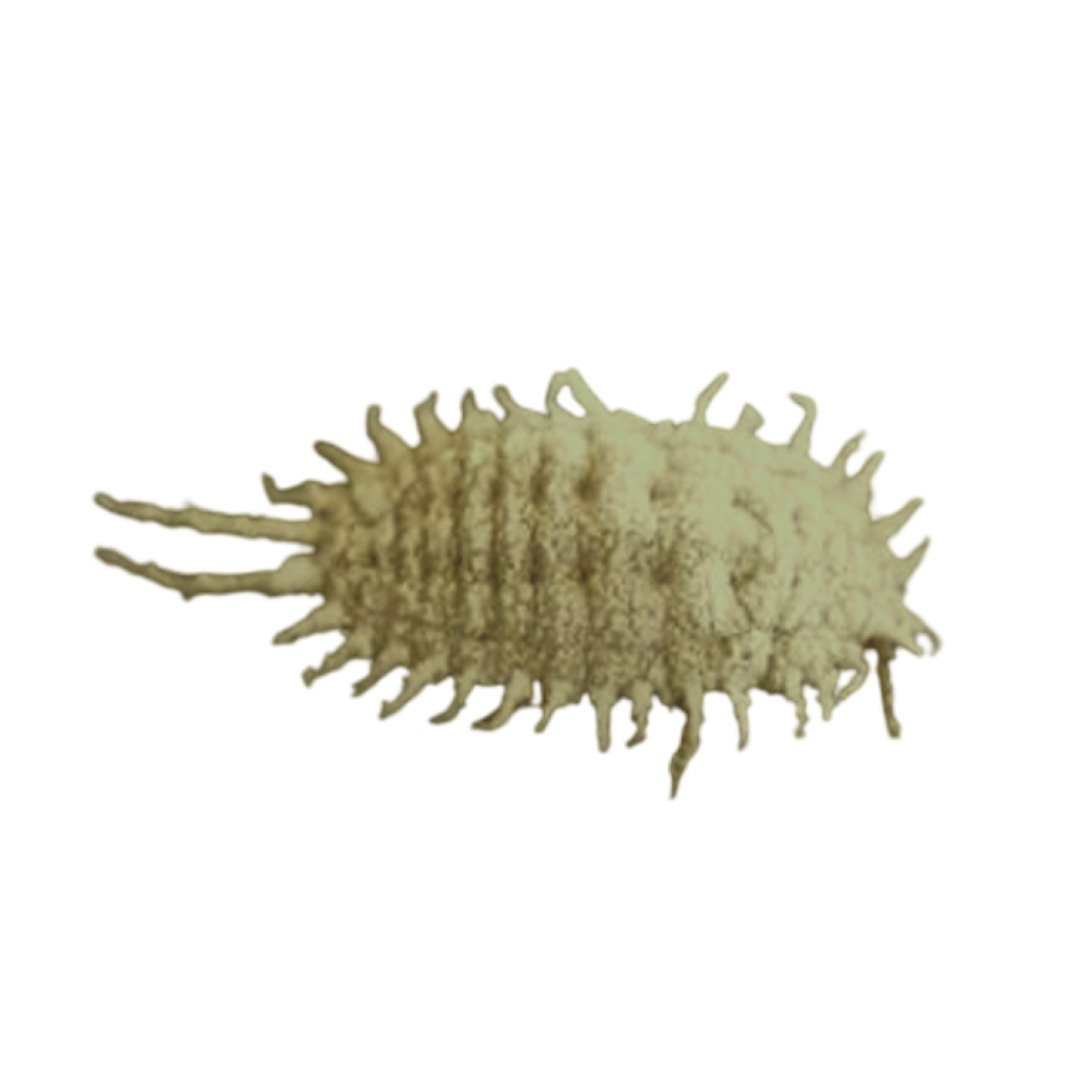 Pseudococcus comstocki